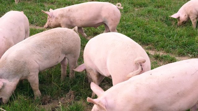 Duroc 이미지 찾아보기 779 스톡 사진, 벡터 및 비디오 Adobe Stock