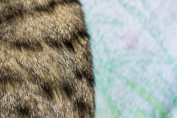 soft focus cat stripped wool texture and bright clothes background, copy space