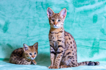 The Savannah Cat F1 Sits On The Plaid Wall Mural  Wallpaper 