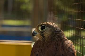 small hunting bird behind fence looking at camera