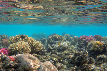 Naklejka na ściany i meble coral reef in Egypt