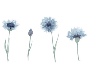 Watercolor hand drawn set of cornflowers on white background