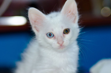 cat with blue eyes