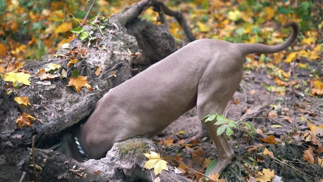 A hunting dog breed Weimaraner (Silver ghost) digging a hole in the ground in forest