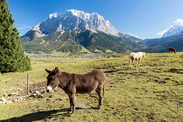 Fototapeta na wymiar Blick auf das Zugspitzmassiv bei Ehrwald