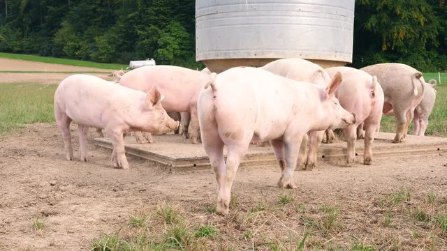 Happy pigs eat out of a trough