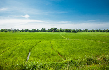 Vegetable green rice fields , agricultural of  Sri Lanka.