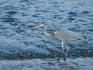 水辺のアオサギ