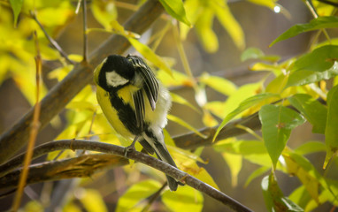 Titmouse  sitting on a branch in the forest. The concept of the onset of autumn and cold weather. 