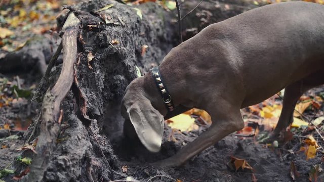 A hunting dog breed Weimaraner (Silver ghost) digging a hole in the ground in forest