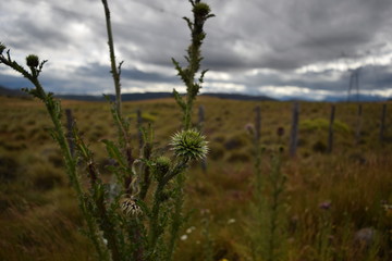 Thistle Blossom Against Background