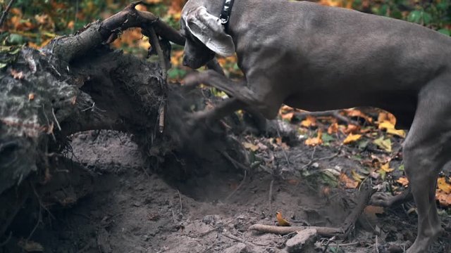 Slow motion of a hunting dog breed Weimaraner digging a hole in the ground in forest