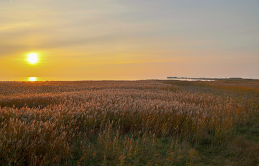 sunset over field