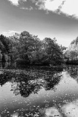 Trees reflected in pond in forest