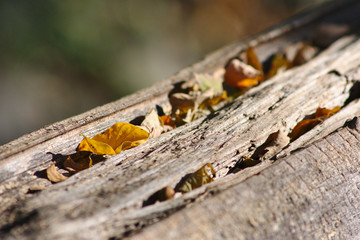 Herbstblätter im Sonnenschein auf einem holzstamm