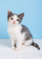 Interested kitten sitting sideways, looking at photographer