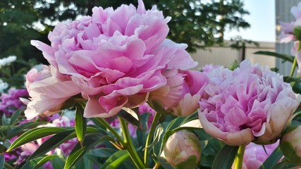pink flowers in the garden