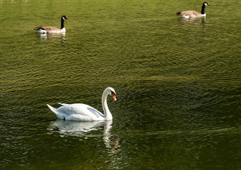 One Mute Swan swim on a Green Lake
