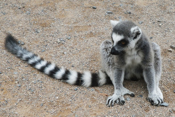 lemur animal from Madagaskar © jonnysek