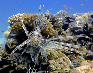 lion fish