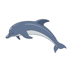 Dolphin 12