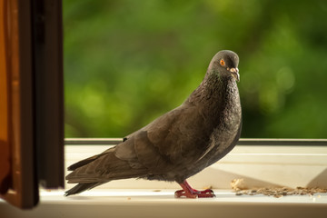 Dove on the windowsill