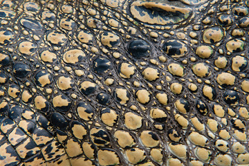 Crocodile skin Sepik River Papua New Guinea