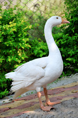 Duck animal in the garden