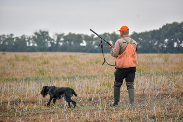 A process of hunting during hunting season, process of quail hunting, hunter and drathaar, german wirehaired pointer dog.