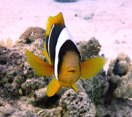 tropical fish