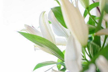 White lily flowers and buds close up