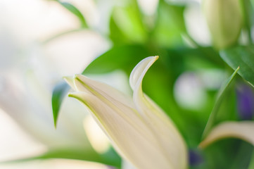 Obraz premium White lily flowers and buds close up