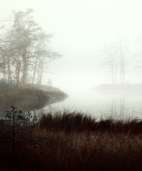misty swamp