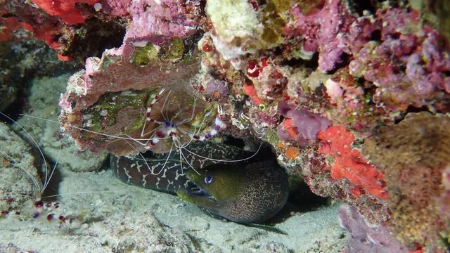 Moray and shrimps under reef. Undulated moray - Gymnothorax undulatus and 