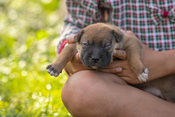 Cute little dog laying on leg of the owner. It's shaggy and look at camera. It's a clever animal. Soft focus and blur.