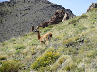Scenic View Of Guanaco on its Environment