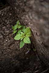 close up small leaf macro