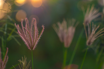 Brown grass in the evening with the sun shining. Warm colors are used to complement the background and texture. Soft focus and blur.
