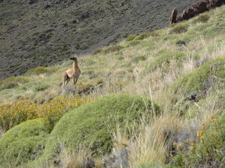 Scenic View Of Guanaco on its Environment