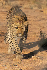 Leopard - Hammerstein Lodge