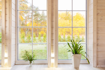 Bright interior of the room in wooden house with a large window overlooking the autumn courtyard. Golden autumn landscape in white window. Home and garden, fall concept. Plant Sansevieria trifasciata