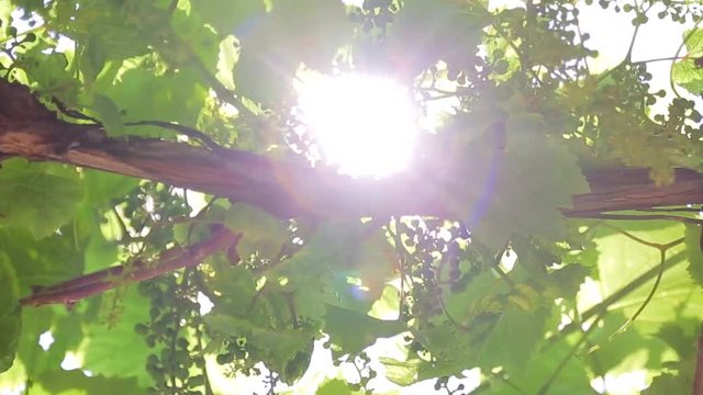 Vineyard close-up. The ray of sun penetrates through the grape leaves. Camera movement.