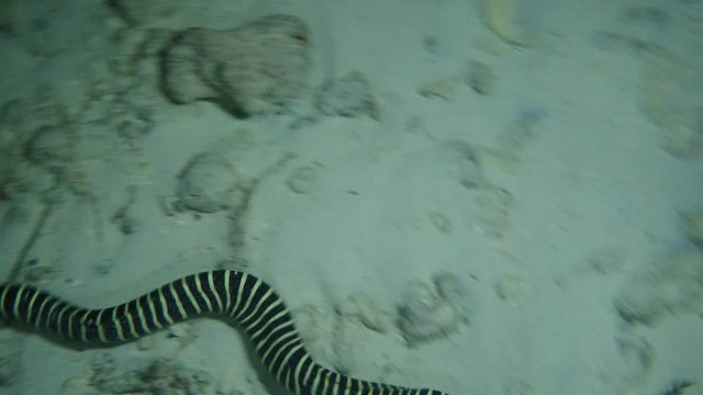 Zebra Moray Eel - Gymnomuraena zebra swim in the night over sandy bottom, Indian Ocean, Maldives