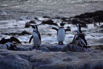 Fototapeta premium group of penguins