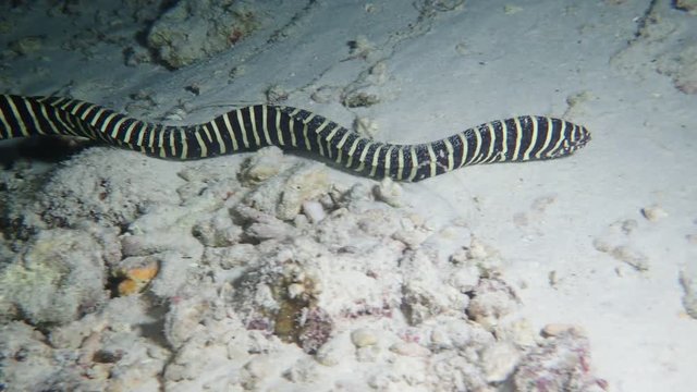 Zebra Moray Eel - Gymnomuraena zebra swim in the night over sandy bottom, Indian Ocean, Maldives