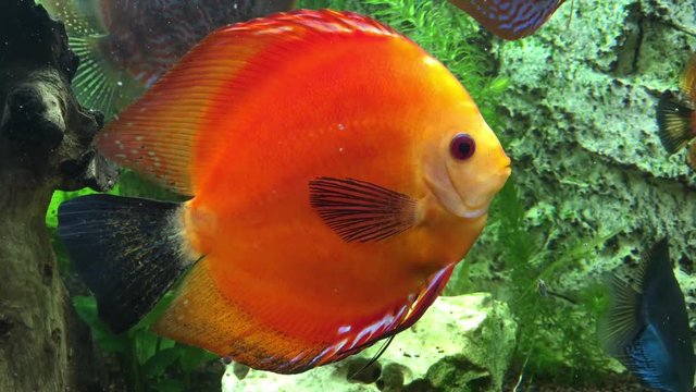 Diskusfische im Aquarium 