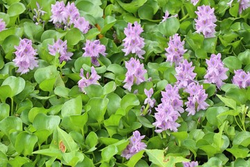 Naklejka premium water hyacinth field in canal