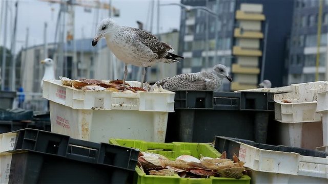 Gulls eating rests of St James shell in the harbour at Courseulles sur Mer.