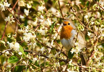 robin singing on a branch