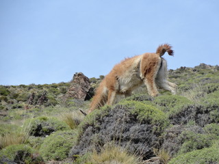 Scenic View Of Guanaco on its Environment
